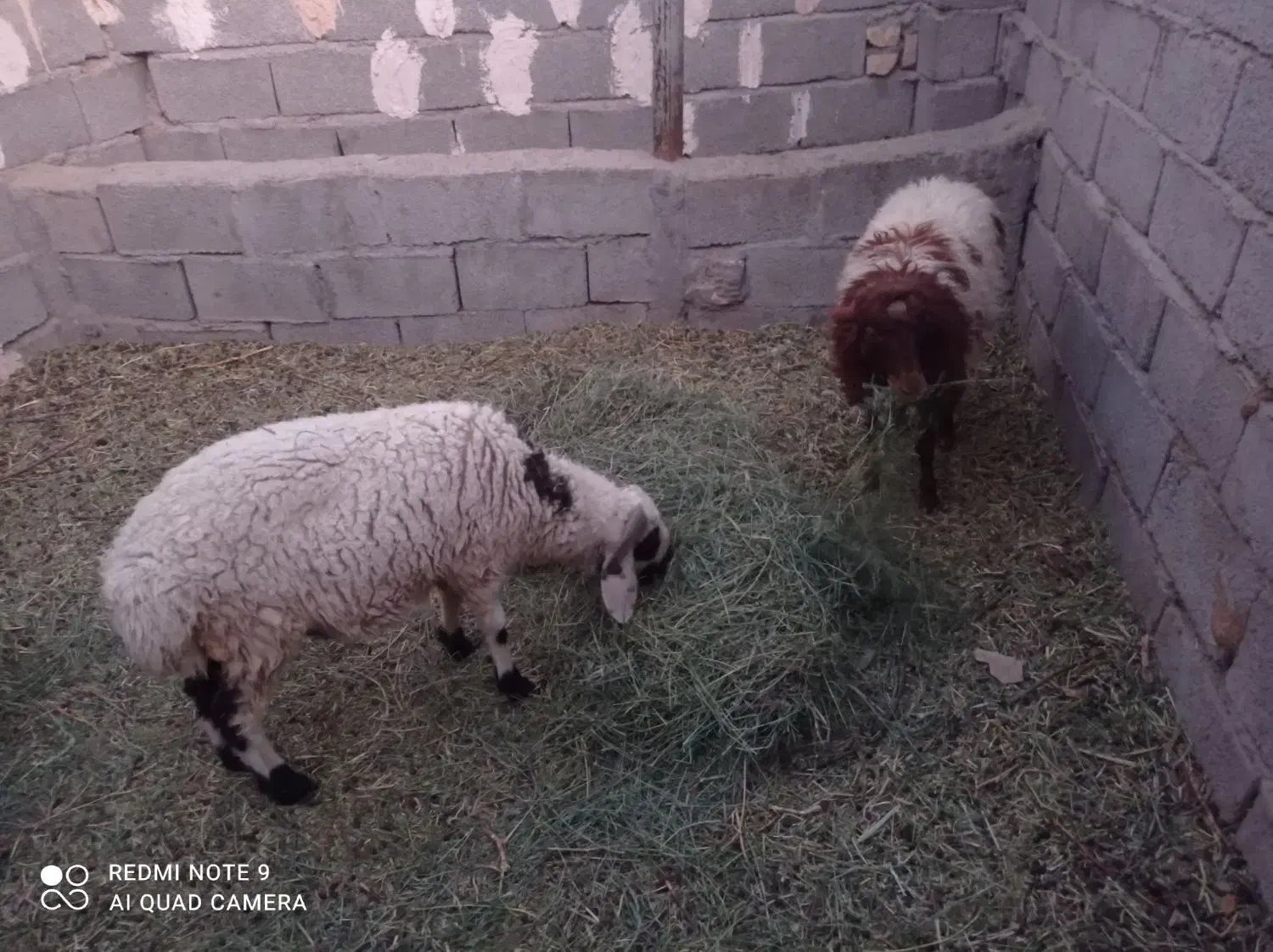 دوراس بره نر و ماده|حیوانات مزرعه|گلزار, |دیوار