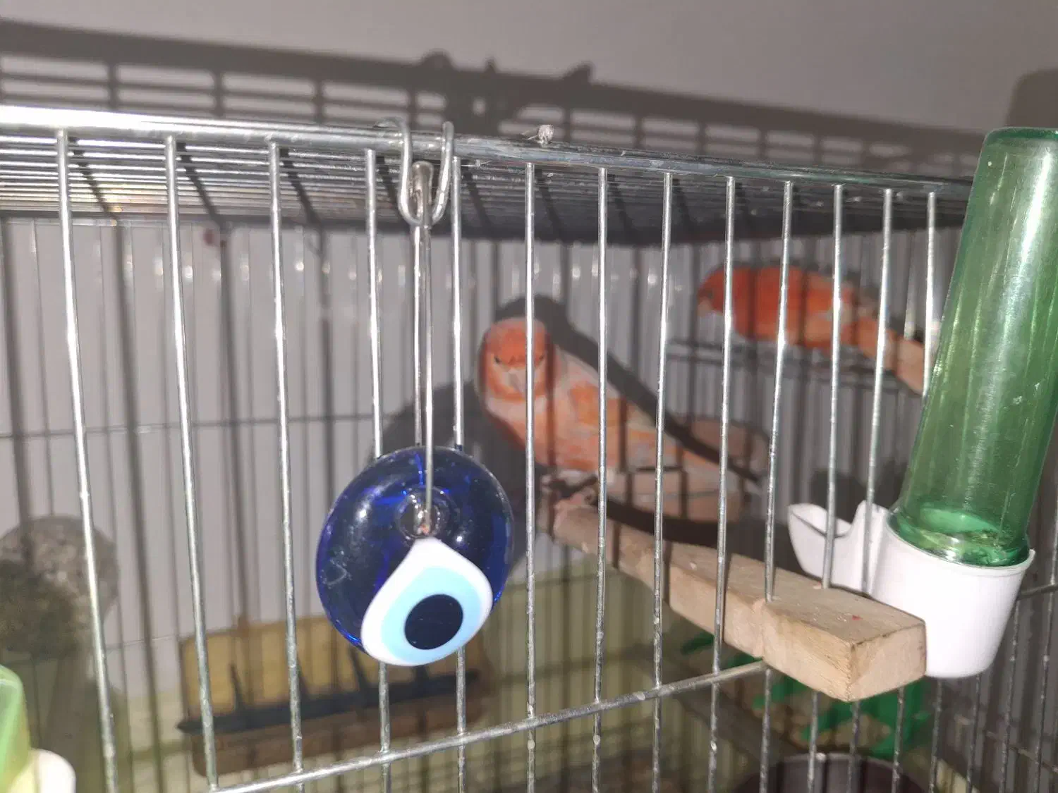 قناری رد فکتور|پرنده|اهواز, سپیدار|دیوار