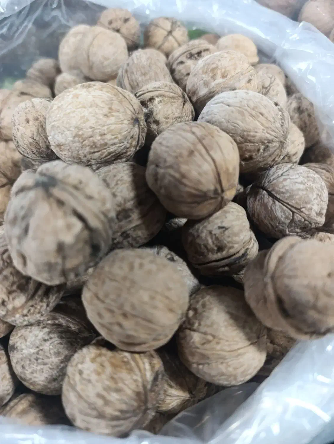 گردو ایرانی|خوردنی و آشامیدنی|مشهد, ده دی|دیوار