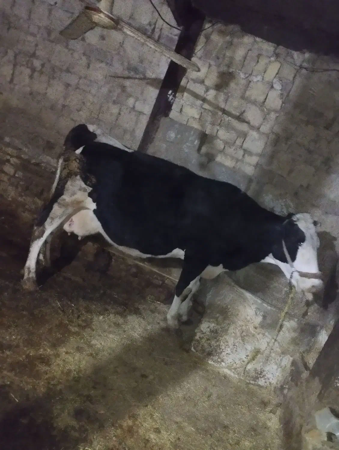 گاو شیری|حیوانات مزرعه|دینور, |دیوار