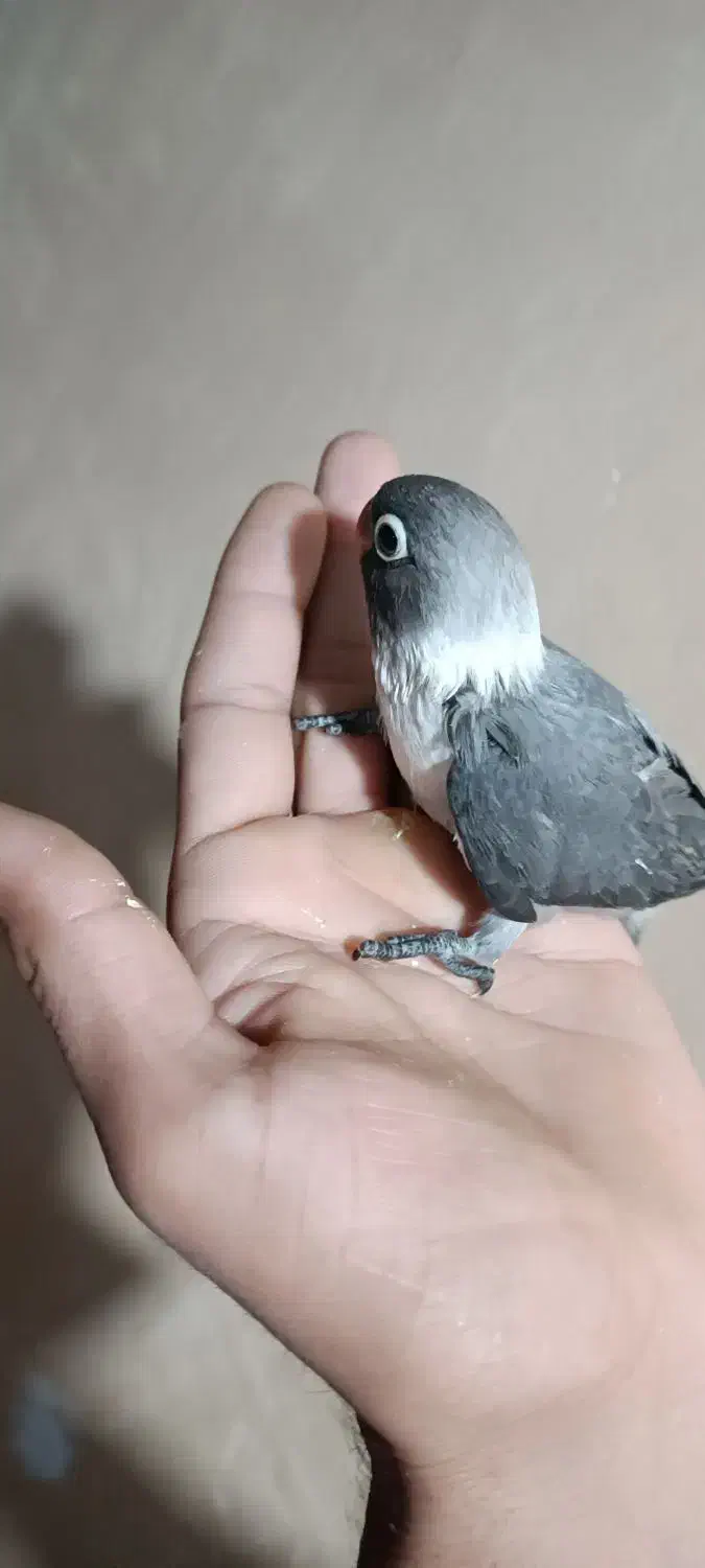 جوجه عروس هلندی و کوتوله سرلاکی|پرنده|بم, |دیوار