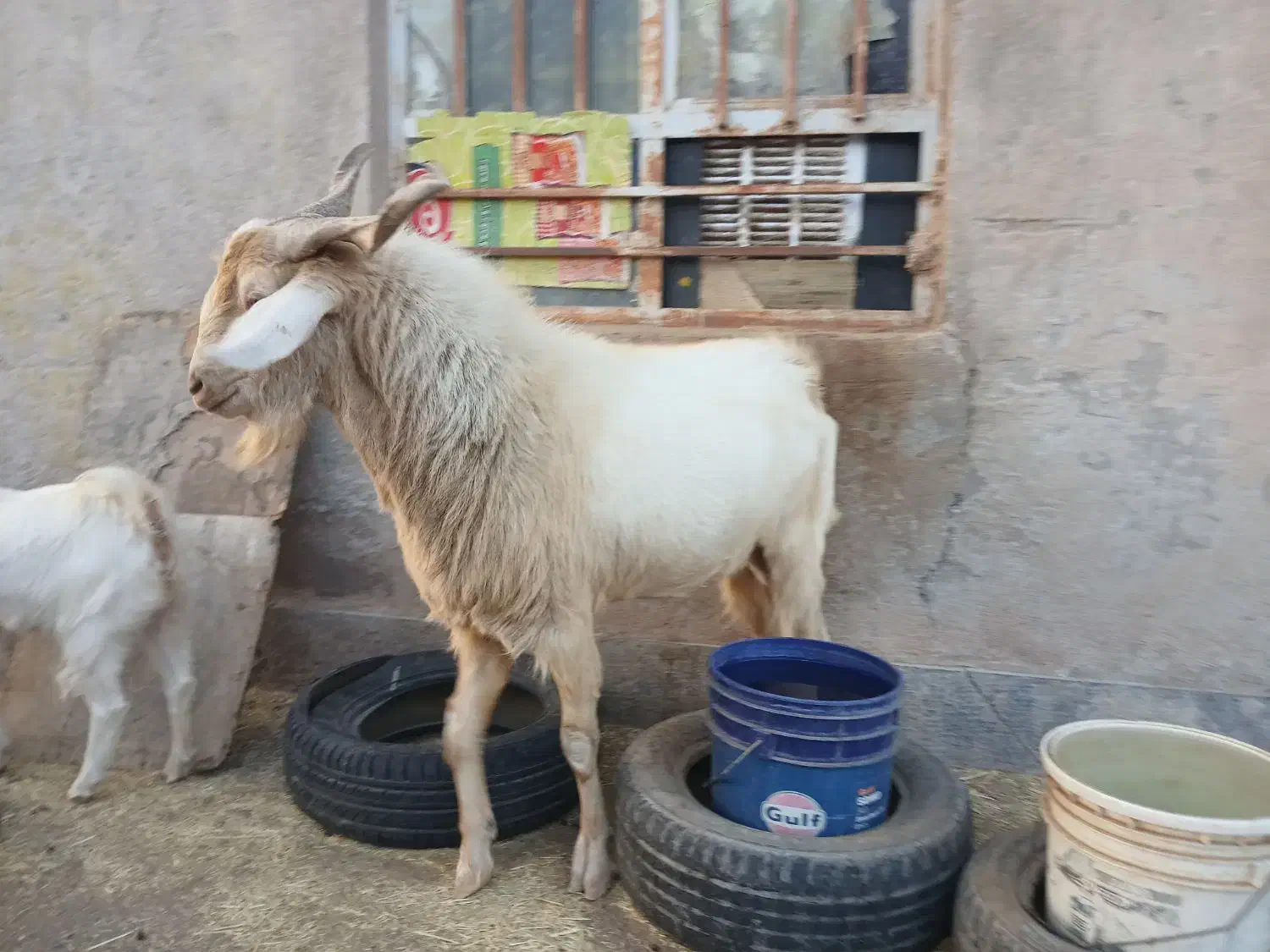 نری سانن بذری|حیوانات مزرعه|کرمان, |دیوار