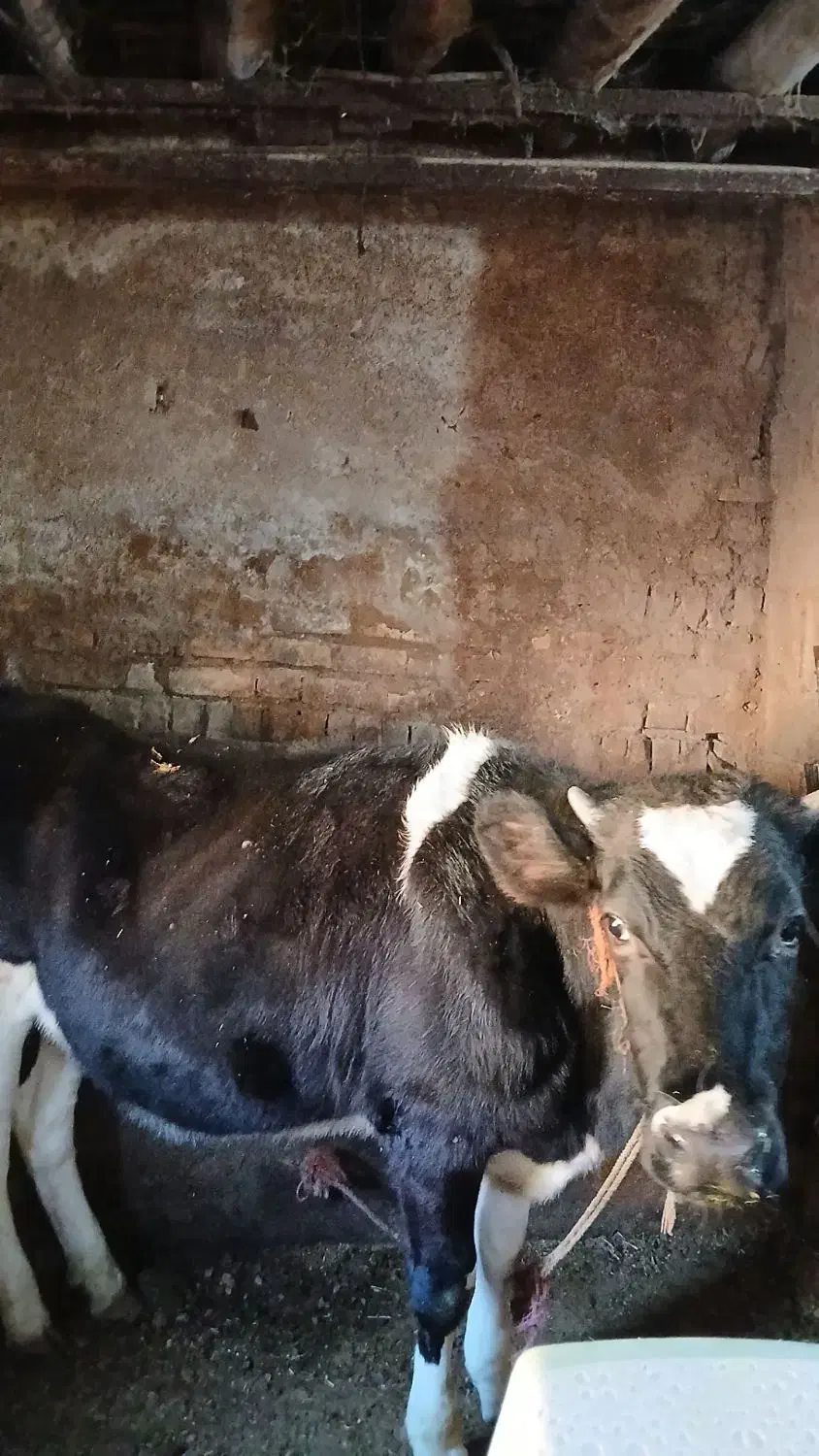 گوساله ماده . گاو|حیوانات مزرعه|قیدار, |دیوار