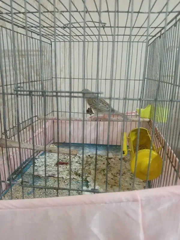 قناری|پرنده|تفرش, |دیوار