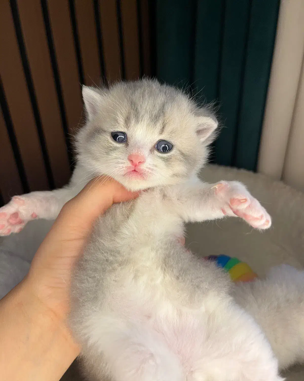 گربه ژاپنی بایکالر|گربه|تنکابن, |دیوار