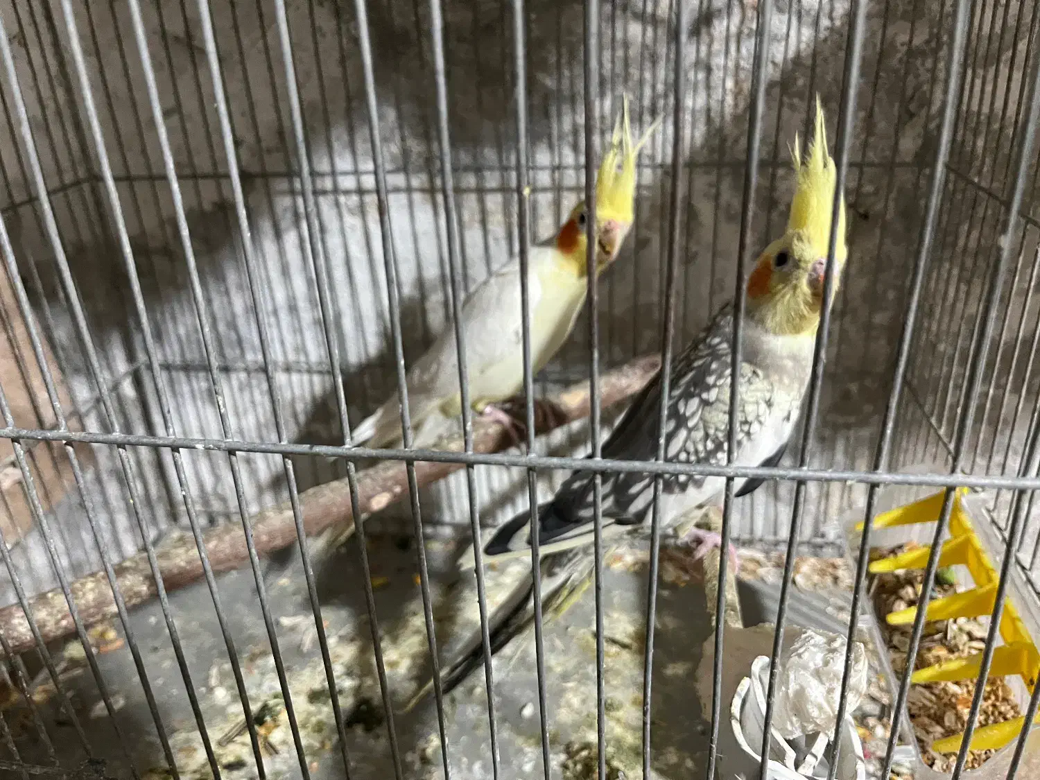 جفت عروس هلندی با جوجه|پرنده|شاهینشهر, حافظ شمالی|دیوار