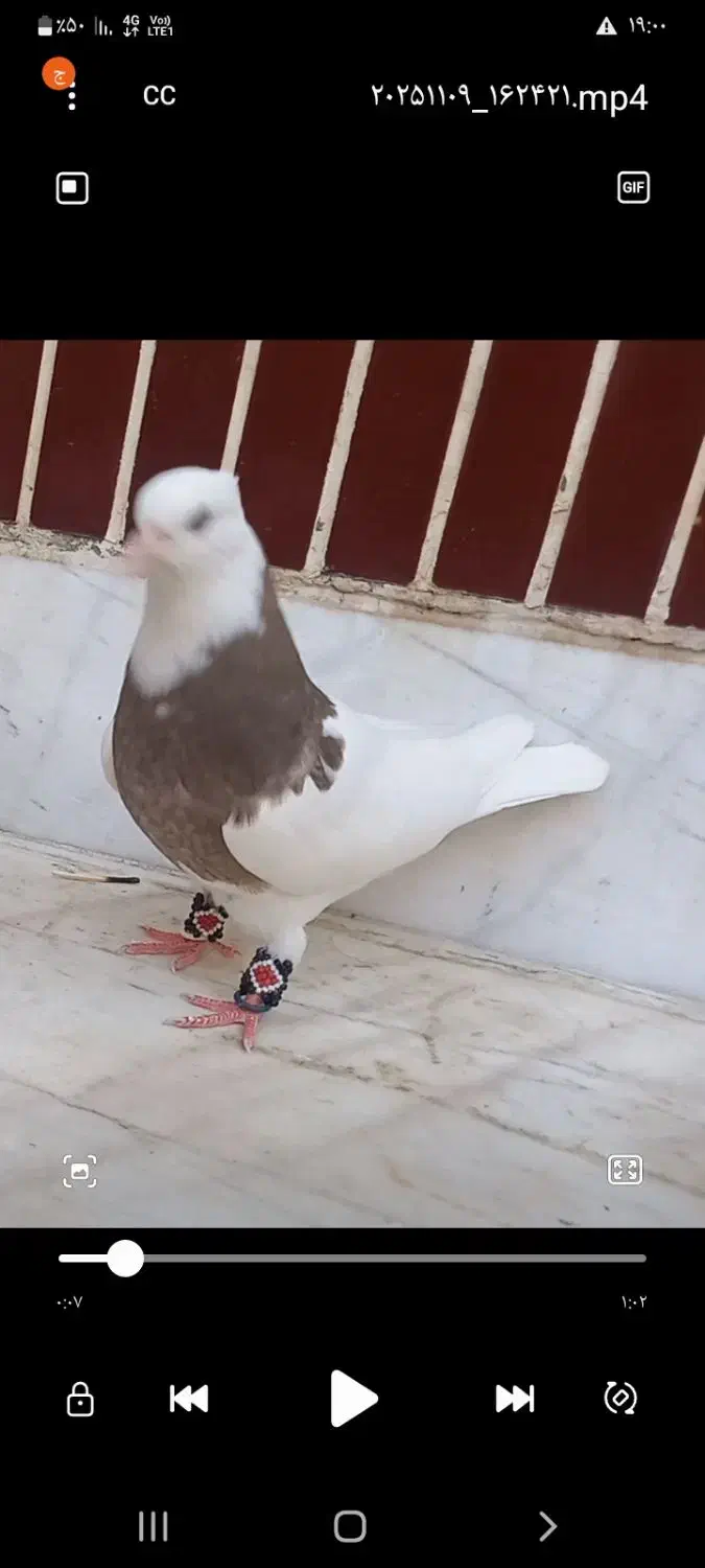 طوقی قهوای بشرط|پرنده|لنجان, |دیوار