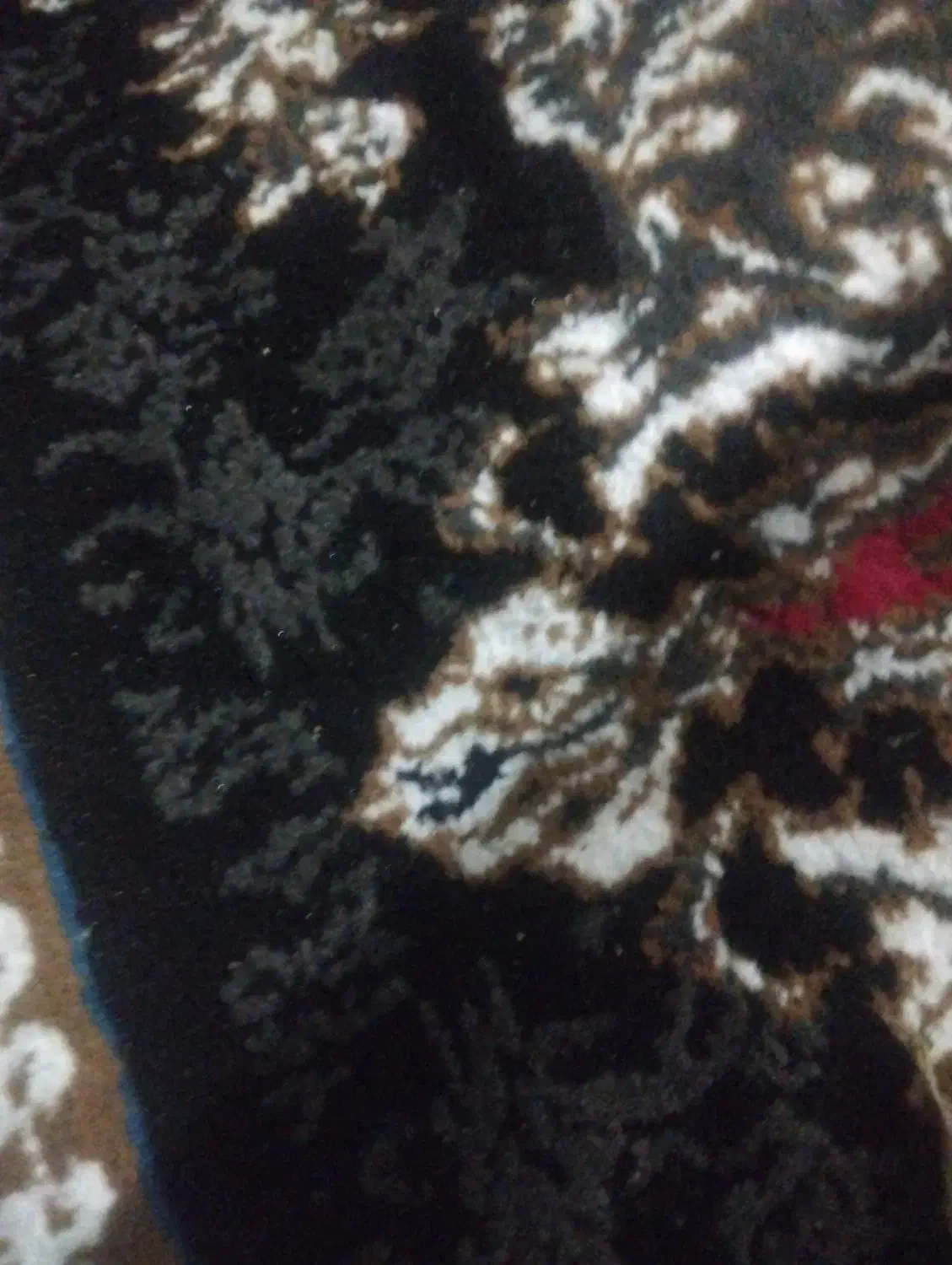 خانه اجاره ای|اجارهٔ خانه و ویلا|ایرانشهر, |دیوار