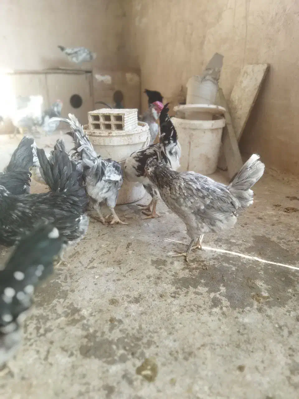 تخم مرغ نطفه دار گلین طوسی چهل تاج فول کیفیت|حیوانات مزرعه|اصفهان, کارلادان|دیوار