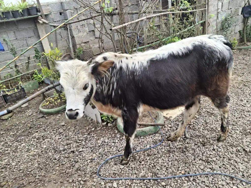 گاولیشه چالوسی ناف داردورگ|حیوانات مزرعه|رشت, خمیران زاهدان|دیوار