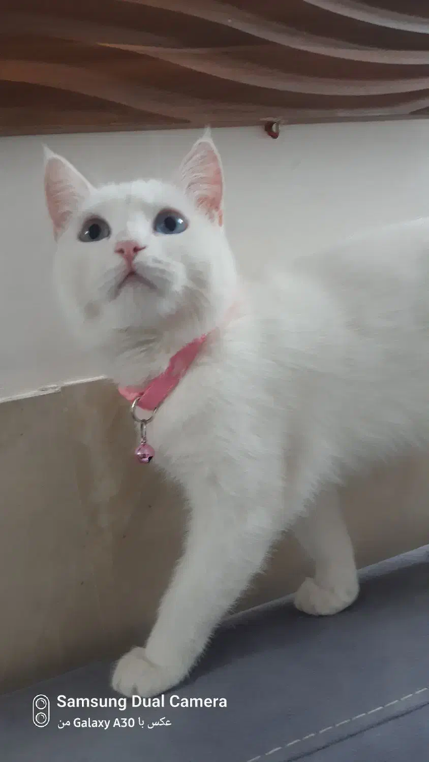 گربه سفید دورکه|گربه|مشهد, هفده شهریور|دیوار