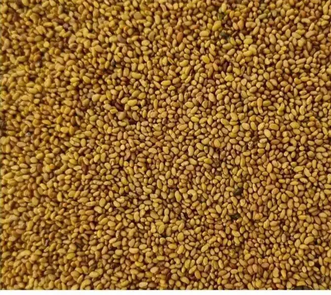 بذر یونجه|حراج|مرودشت, بیست متری بیمارستان|دیوار