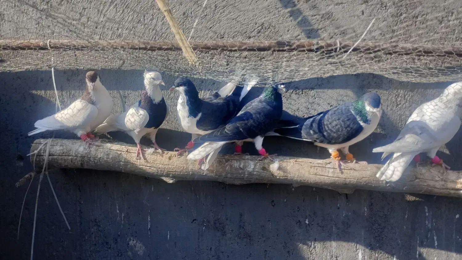 کبوتر رنگی|پرنده|دشتابی, |دیوار