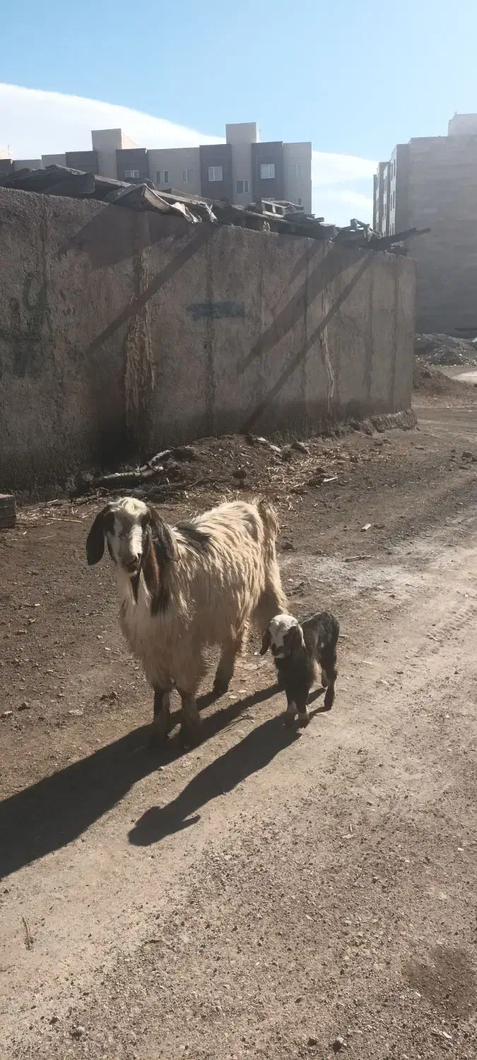 بز ننه بالاجوان ودوعدد بزغاله|حیوانات مزرعه|اردبیل, |دیوار