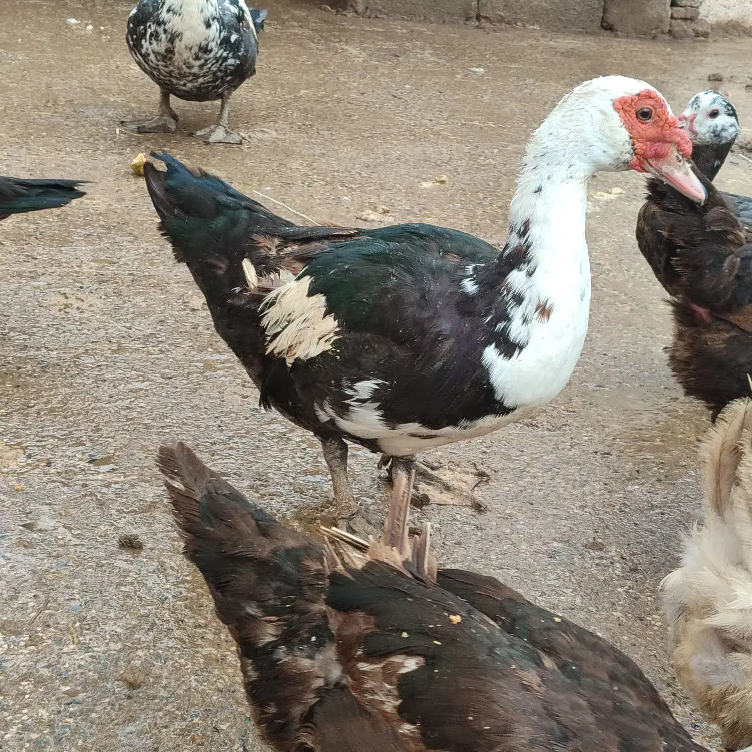 اردک اسرائیلی ماده|حیوانات مزرعه|آستانه اشرفیه, |دیوار