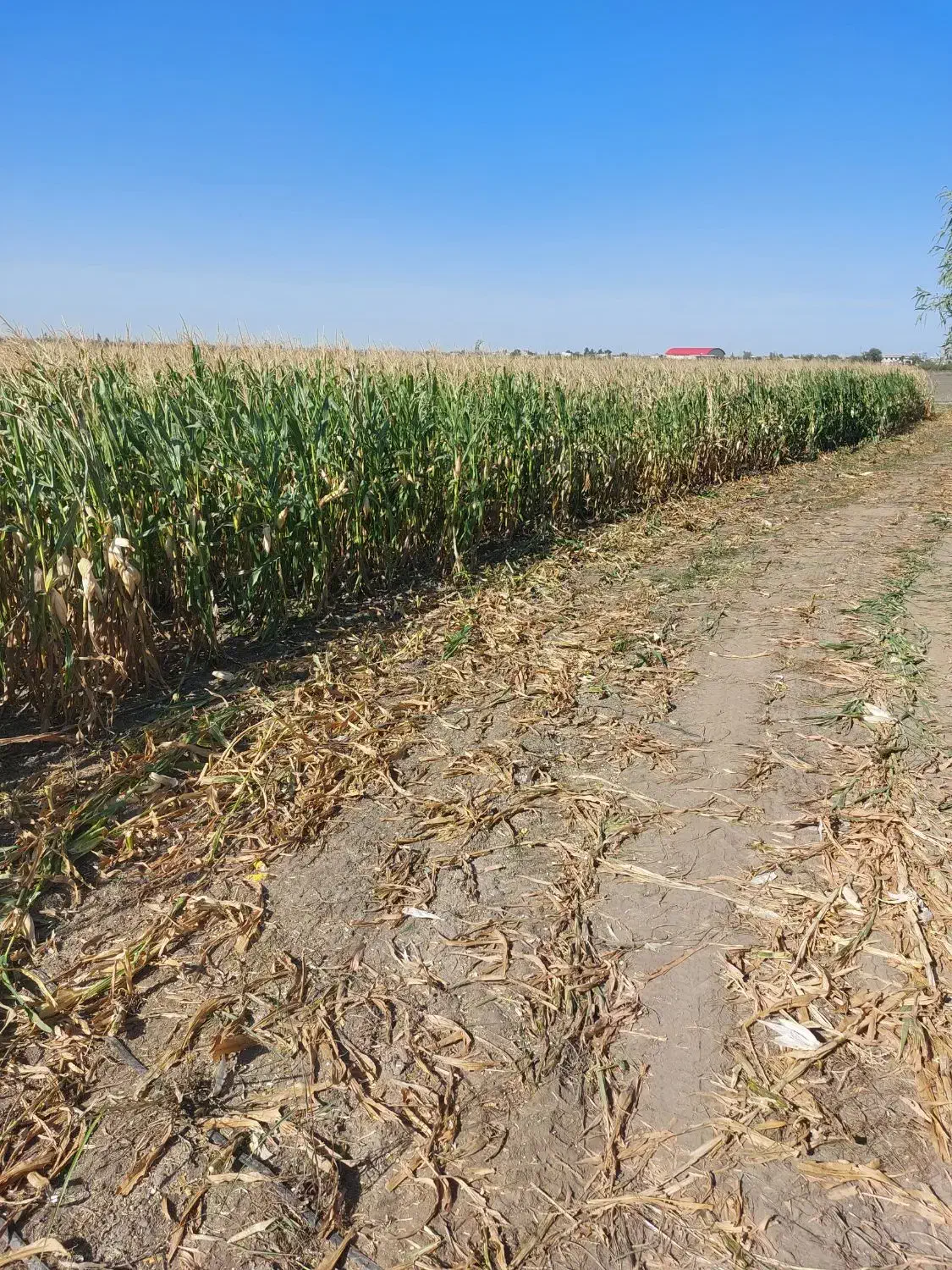 فروش ذرت علوفه یی بسته بندی شده|عمده‌فروشی|فاضل آباد, |دیوار