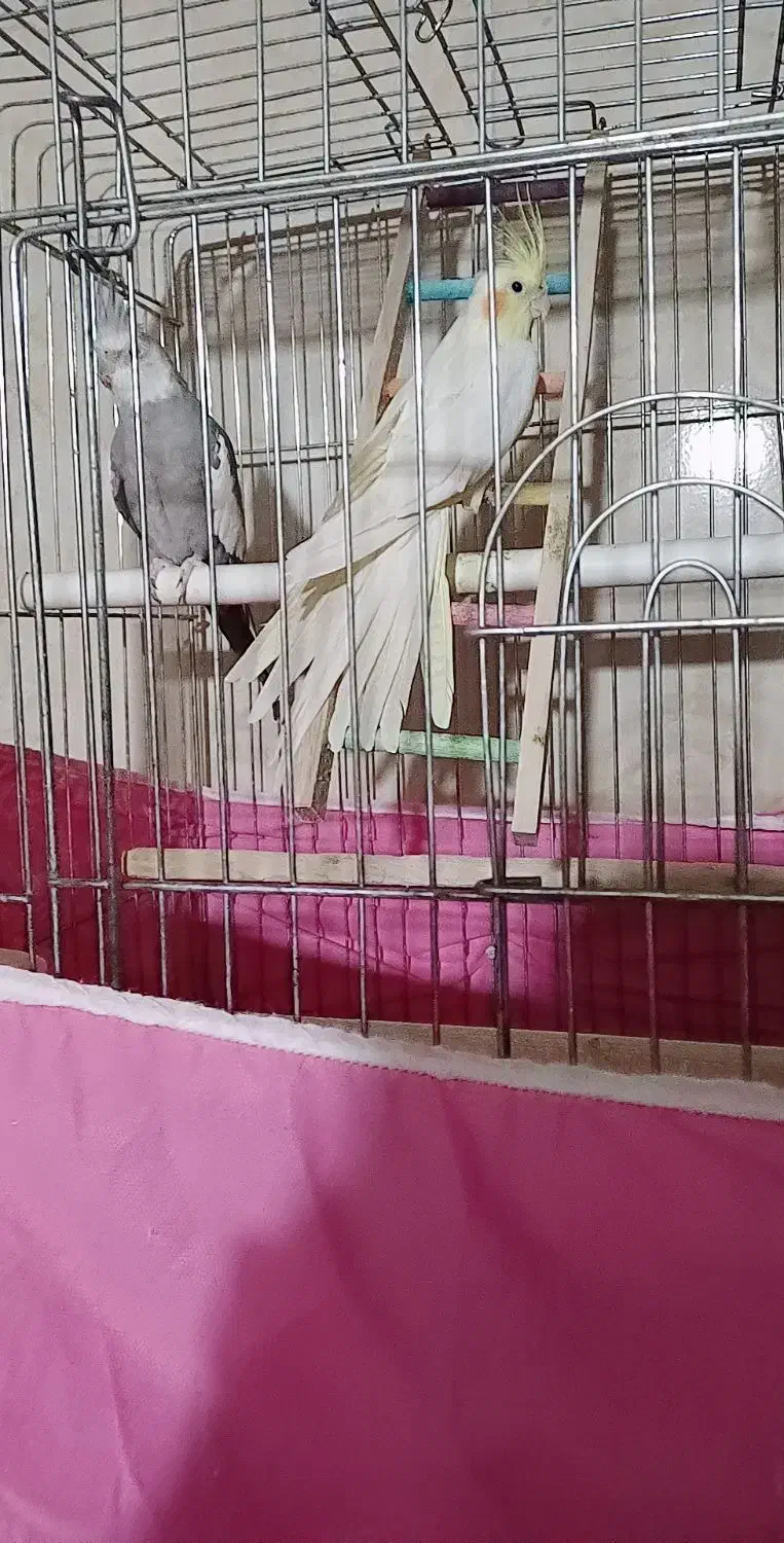 یه جفت عروس هلندی|پرنده|قزوین, |دیوار