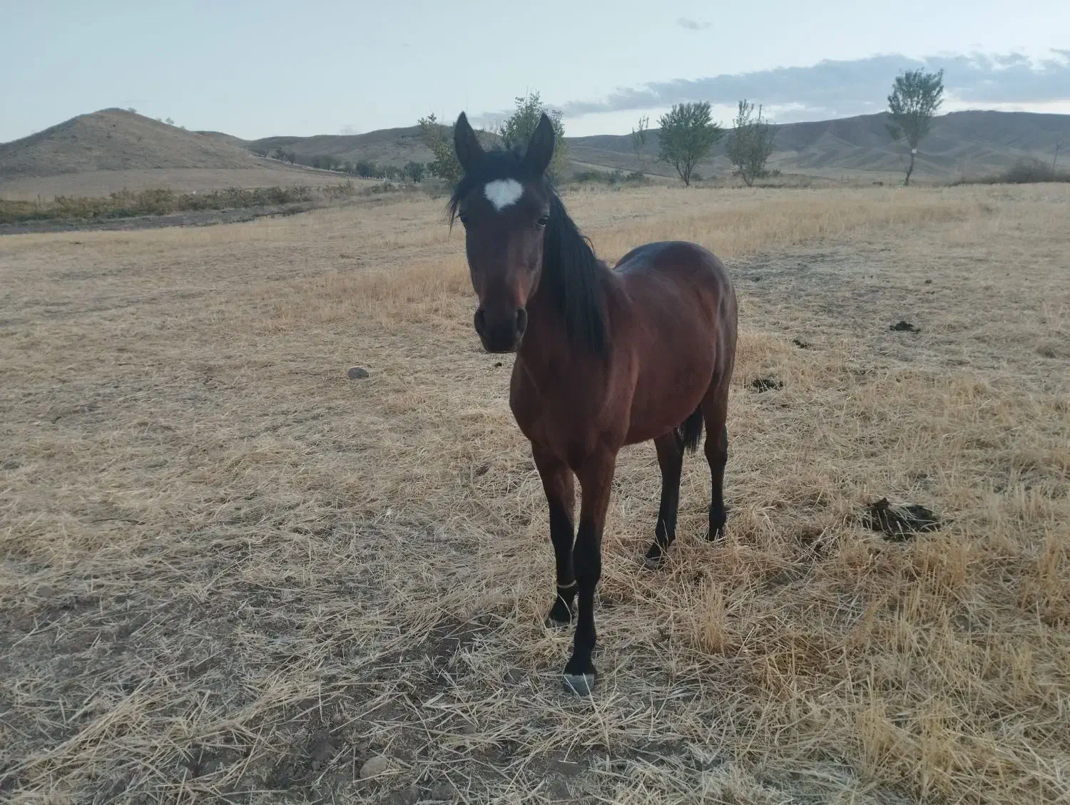 کره نریان 17ماه یک راس مادیان کرد4ساله|اسب و تجهیزات اسبسواری|حلب, |دیوار