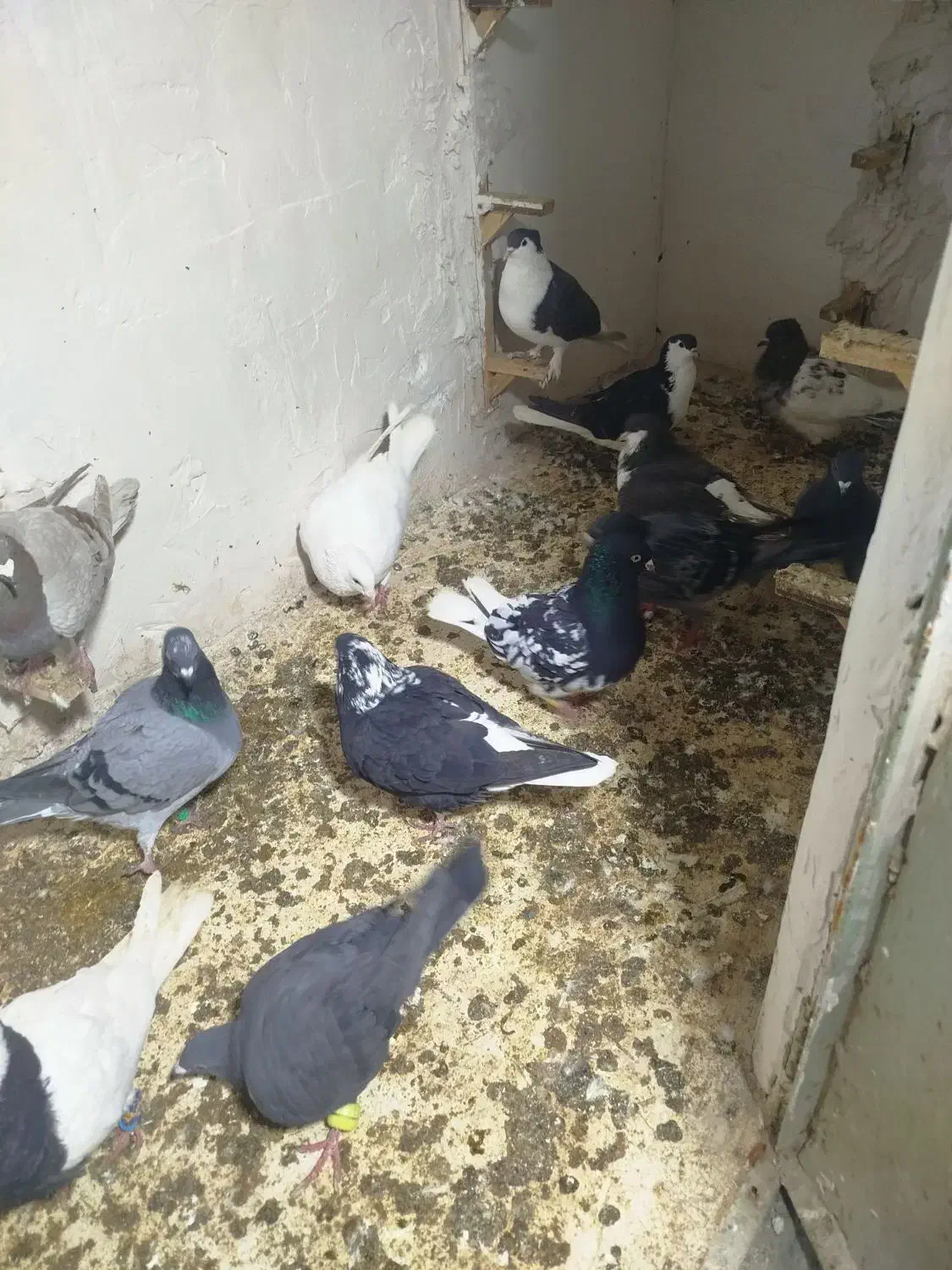 کفتر کبوتر|پرنده|مشهد, رباط طرق|دیوار