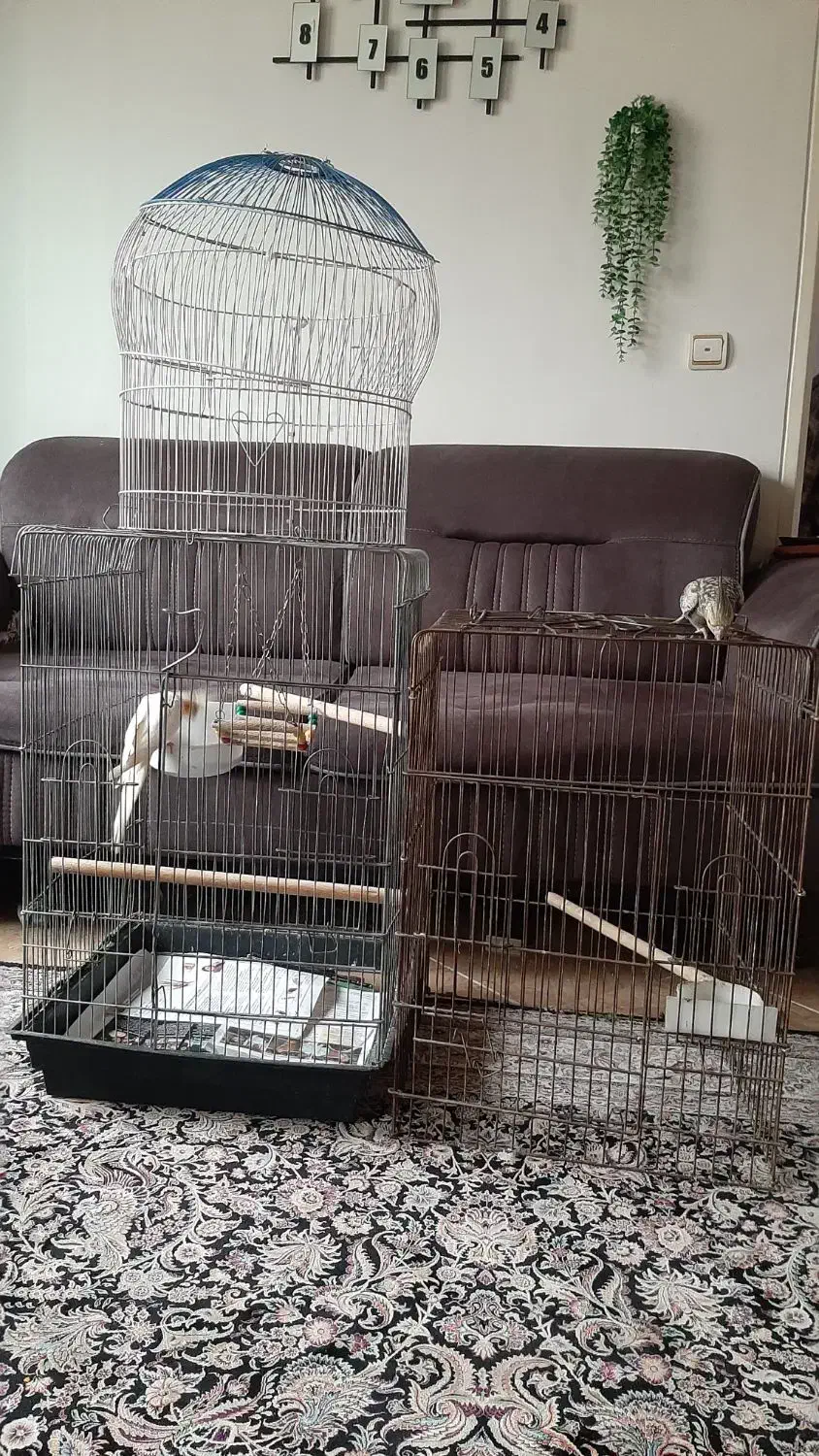 حراج قفس بزرگ عروس هلندی|لوازم جانبی حیوانات|ری, ولی آباد|دیوار