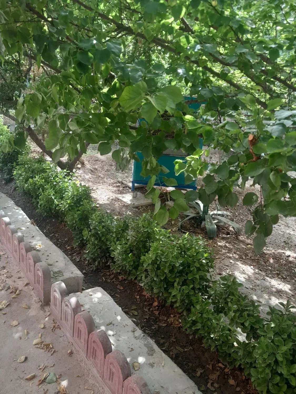 باغبانی،درختکاری،سمپاشی،|خدمات باغبانی و درختکاری|اصفهان, خانه اصفهان|دیوار