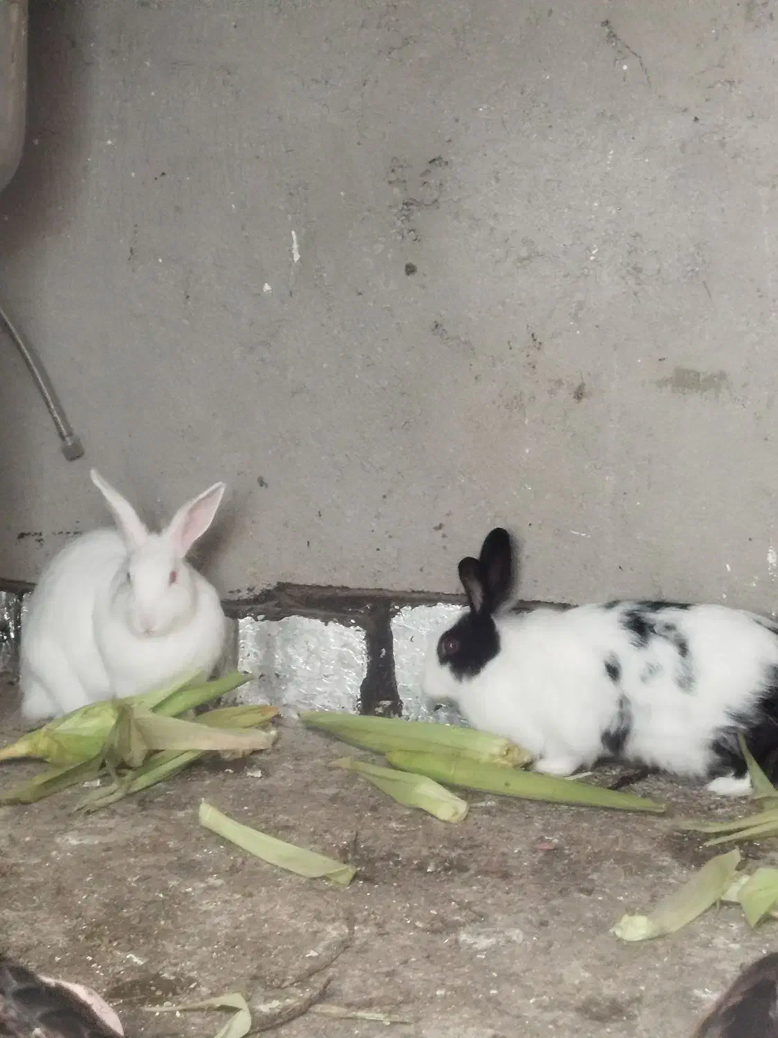 خرگوش۸۰۰۰۰۰۰|موش و خرگوش|پارسآباد, |دیوار