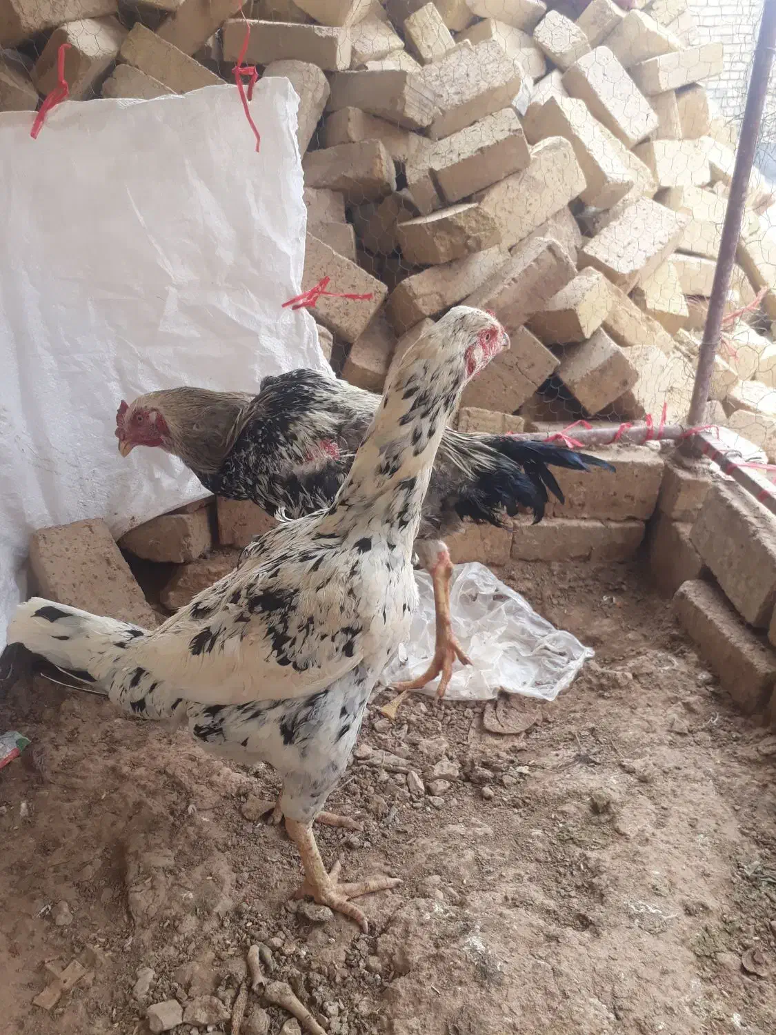 مرغ لاری|حیوانات مزرعه|کبودرآهنگ, |دیوار