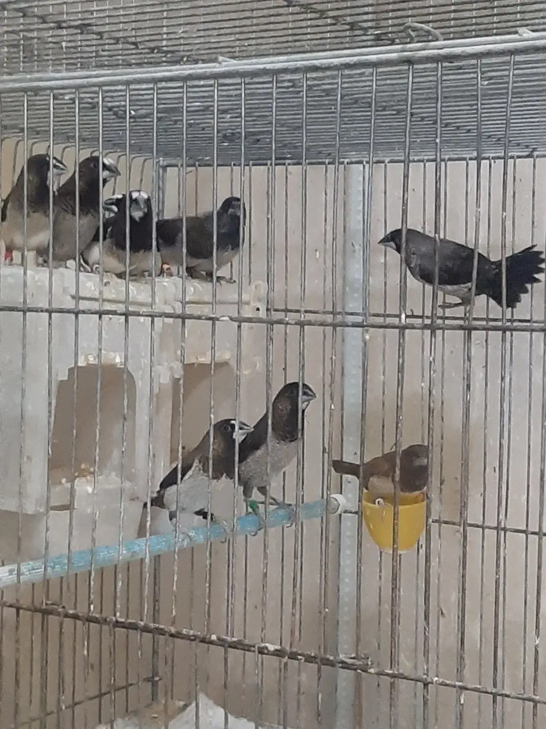 بنگالی،فنچ پرستار جفت واقعی|پرنده|تهران, شارق|دیوار