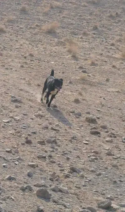 سگ رمه ای|سگ|قهستان, |دیوار