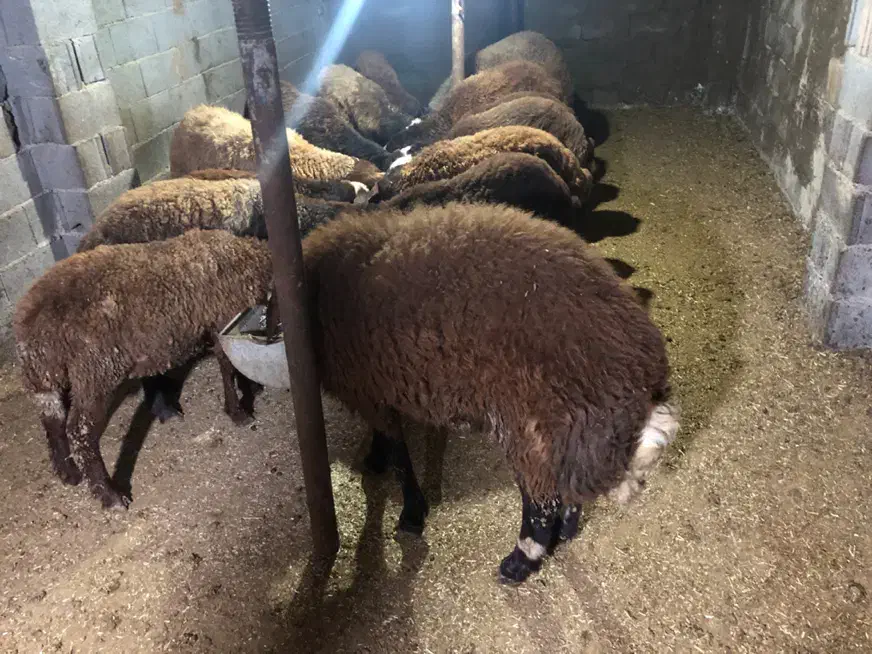 فروش بره های پروار شده|حیوانات مزرعه|مینودشت, |دیوار