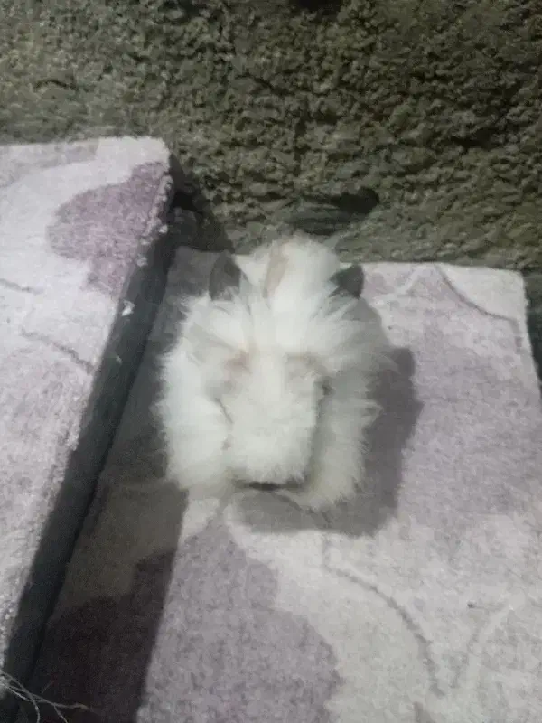 خرگوش فوق زیبا|موش و خرگوش|مریوان, |دیوار