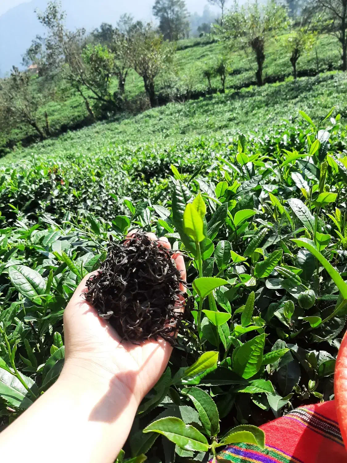 چای دست‌چین ارگانیک(بالابند)از قلب کوهستان شمال|خوردنی و آشامیدنی|تنکابن, |دیوار