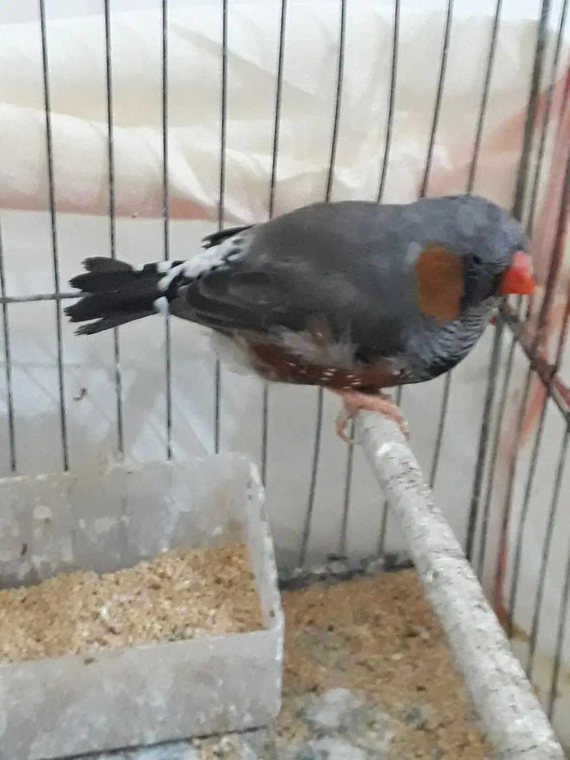 فنج جامبو وشارکول وانگلیسی|پرنده|بندرعباس, |دیوار