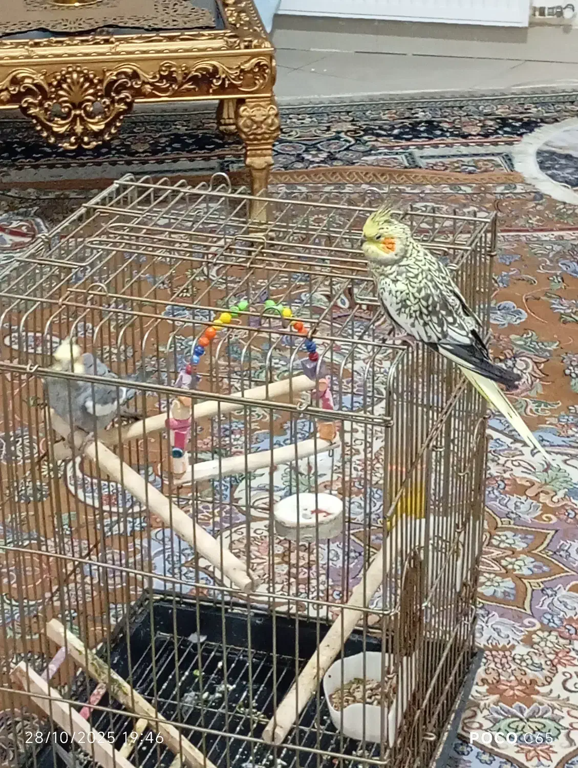 دو عدد عروس هلندی|پرنده|قرچک, باقرآباد|دیوار