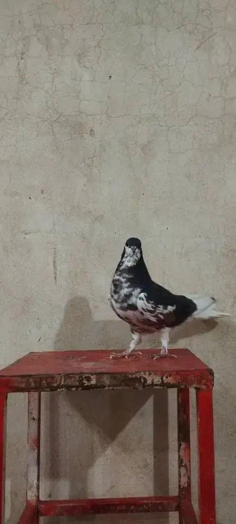 ماده‌ شهری گل‌دار|پرنده|شیراز, هفت تنان|دیوار