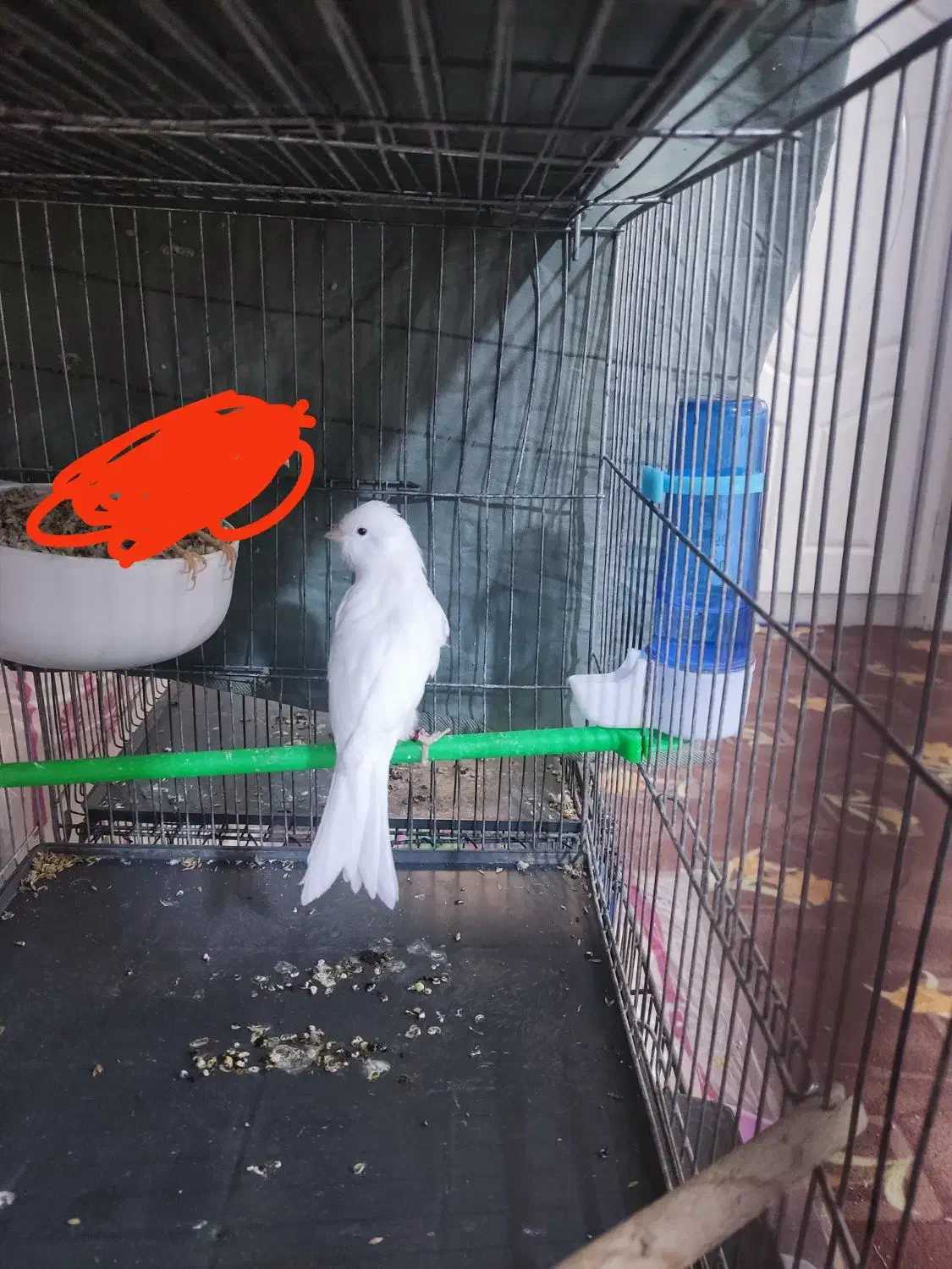 قناری نر سوپر|پرنده|قم, شاه ابراهیم|دیوار