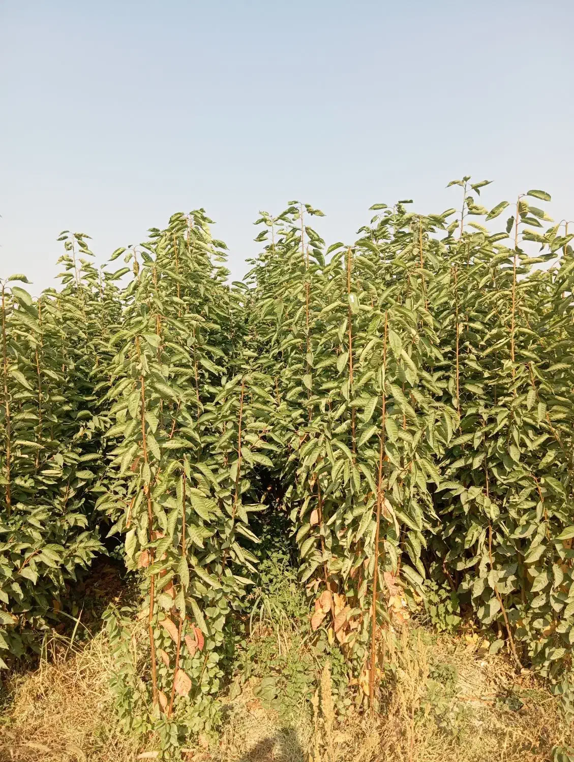 نهالونهالستان شناسه دار گیلاسی|خدمات باغبانی و درختکاری|گلبهار, نوبهار|دیوار