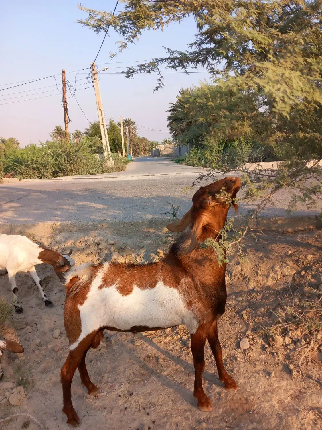 کهره نر پاکستانی|حیوانات مزرعه|فین, |دیوار