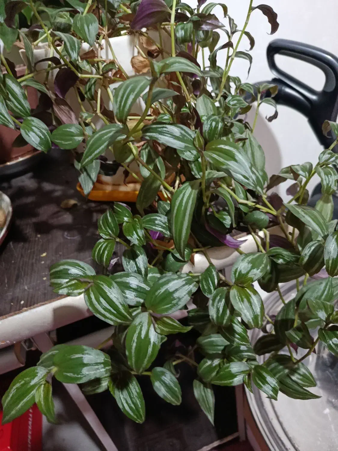 گل و گلدان|گل و گیاه طبیعی|کرمانشاه, |دیوار