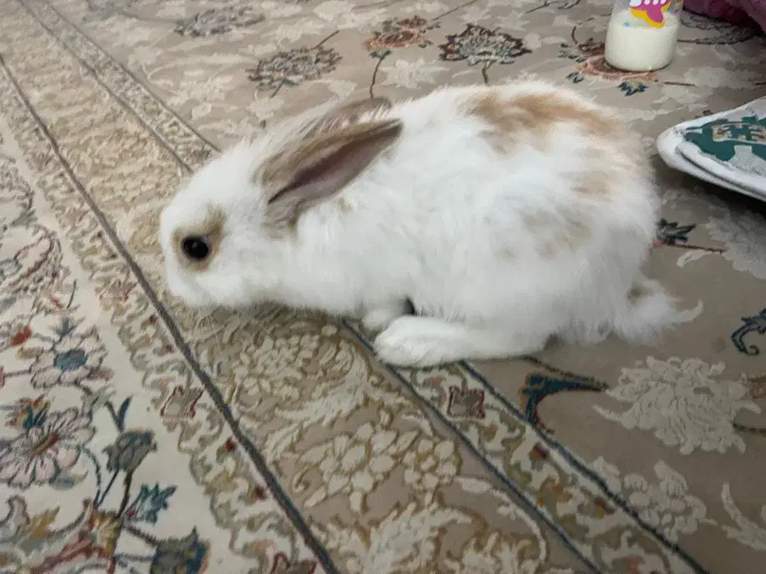 خرگوش دورگه لوپ|موش و خرگوش|مشهد, کشف|دیوار