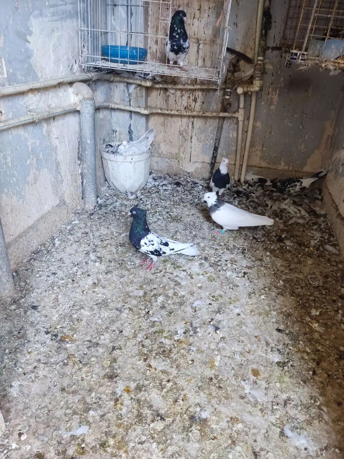 کبوتر رنگی|پرنده|اهواز, شهرک حفاری|دیوار