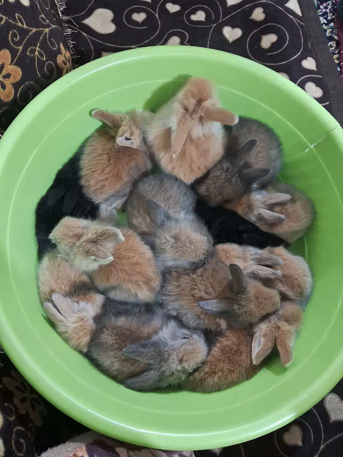 خرگوش لپ|موش و خرگوش|نجفآباد, صالح آباد|دیوار