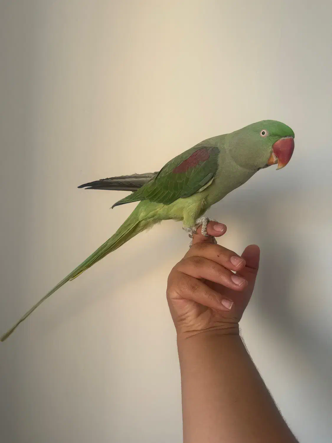 شاه طوطی دستی|پرنده|بومهن, |دیوار