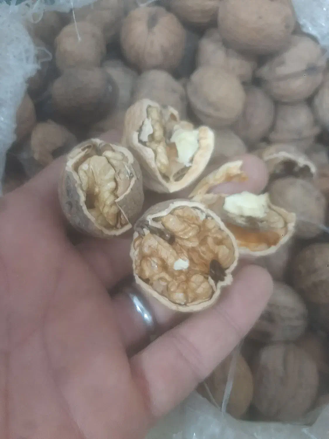 گردو پوست کاغذی بجنورد|خوردنی و آشامیدنی|ارطه, |دیوار