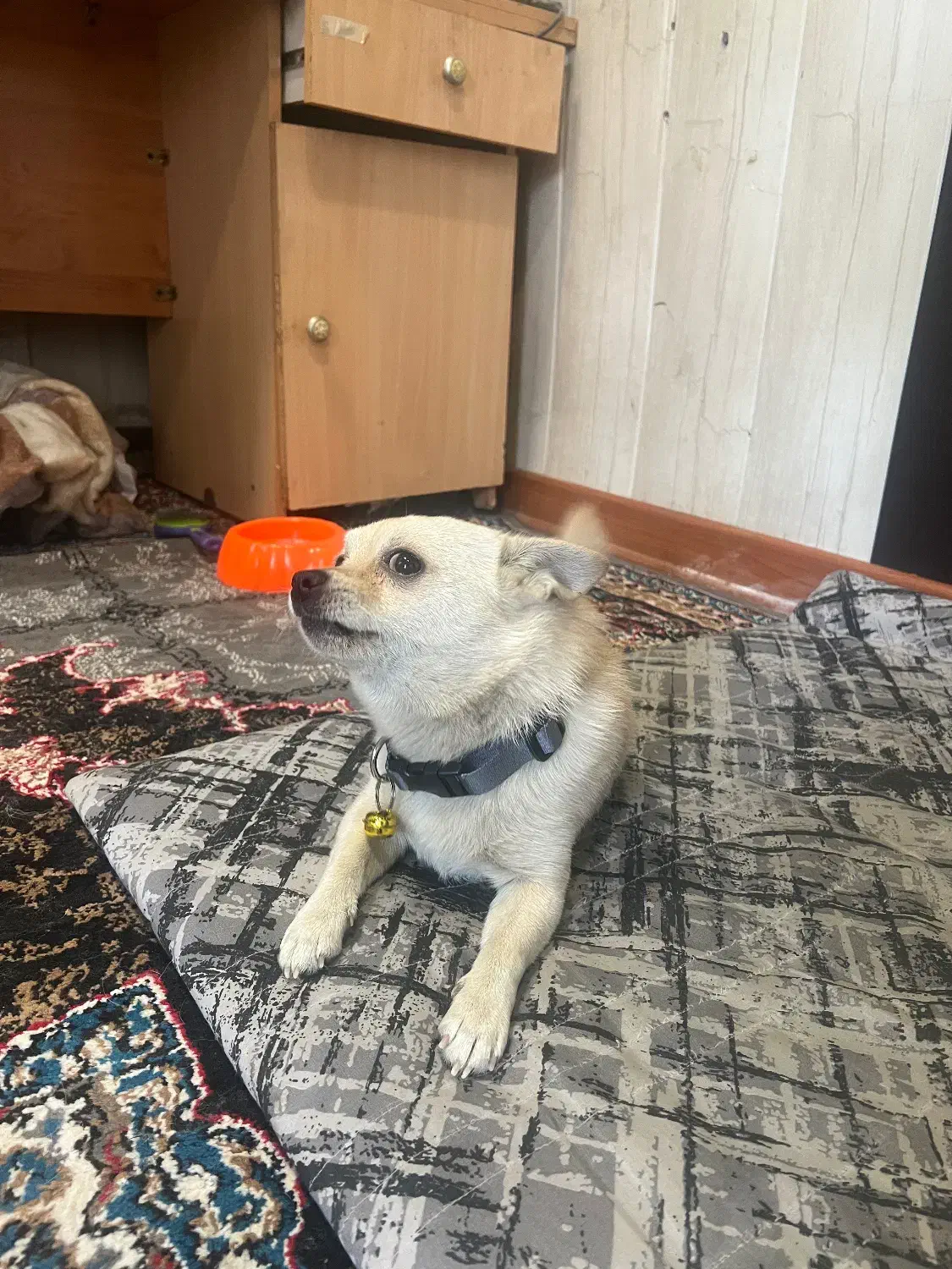 سگ اشپیتز|سگ|کرج, خرمدشت|دیوار