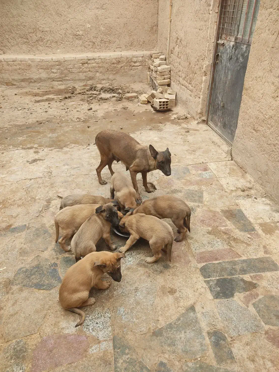 واگذاری توله سگ|سگ|یزد, |دیوار