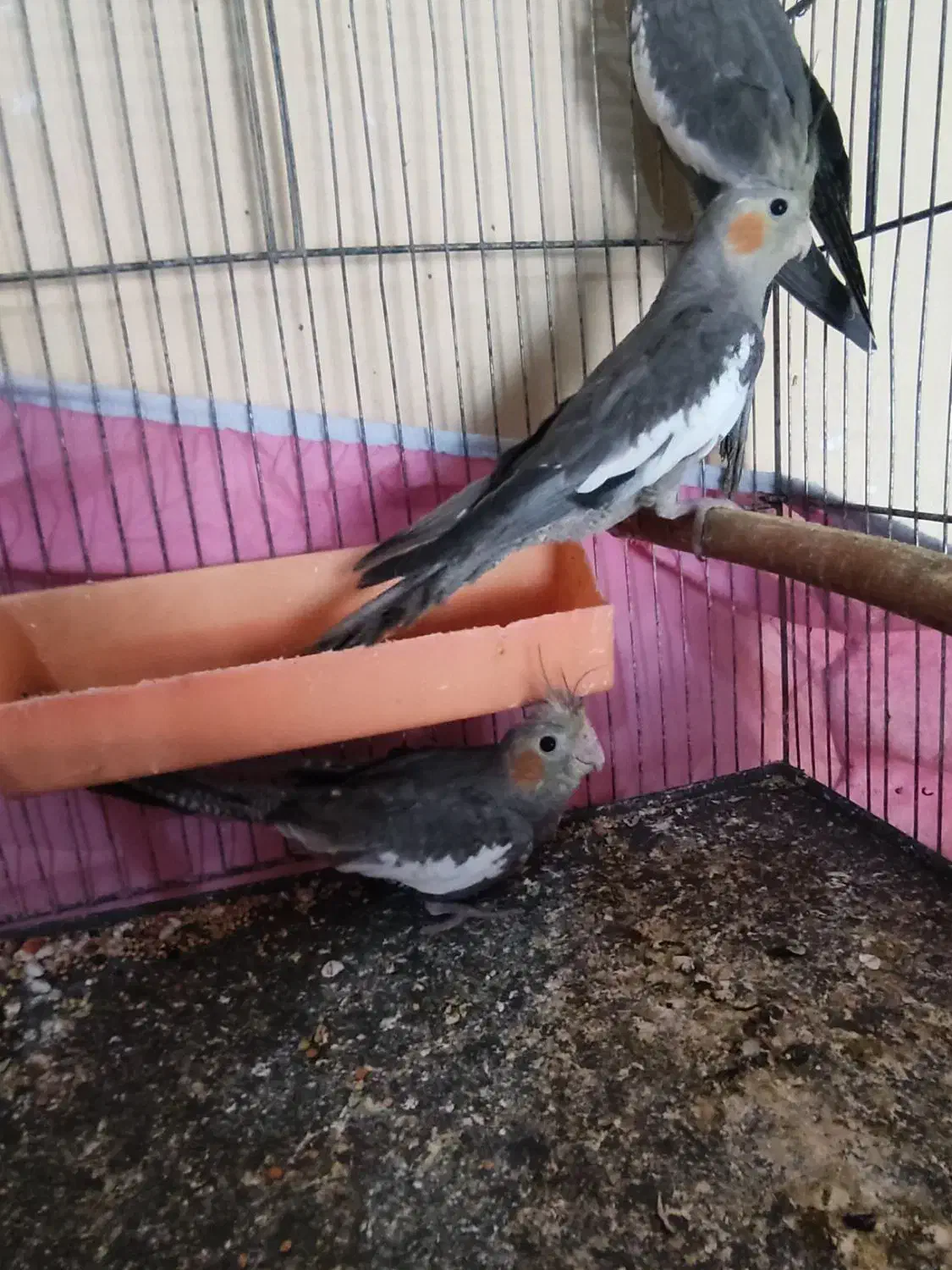 عروس هلندی|پرنده|کارون, |دیوار