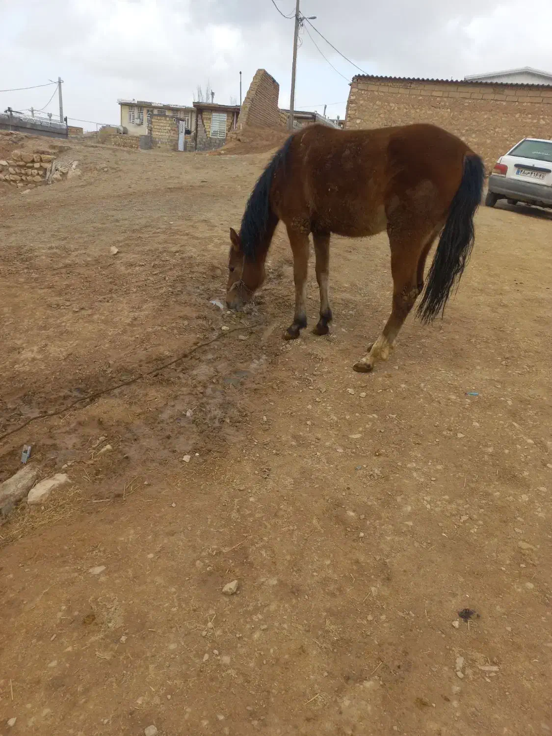 یه دونه نوزین با قاطر|اسب و تجهیزات اسبسواری|کوهدشت, |دیوار