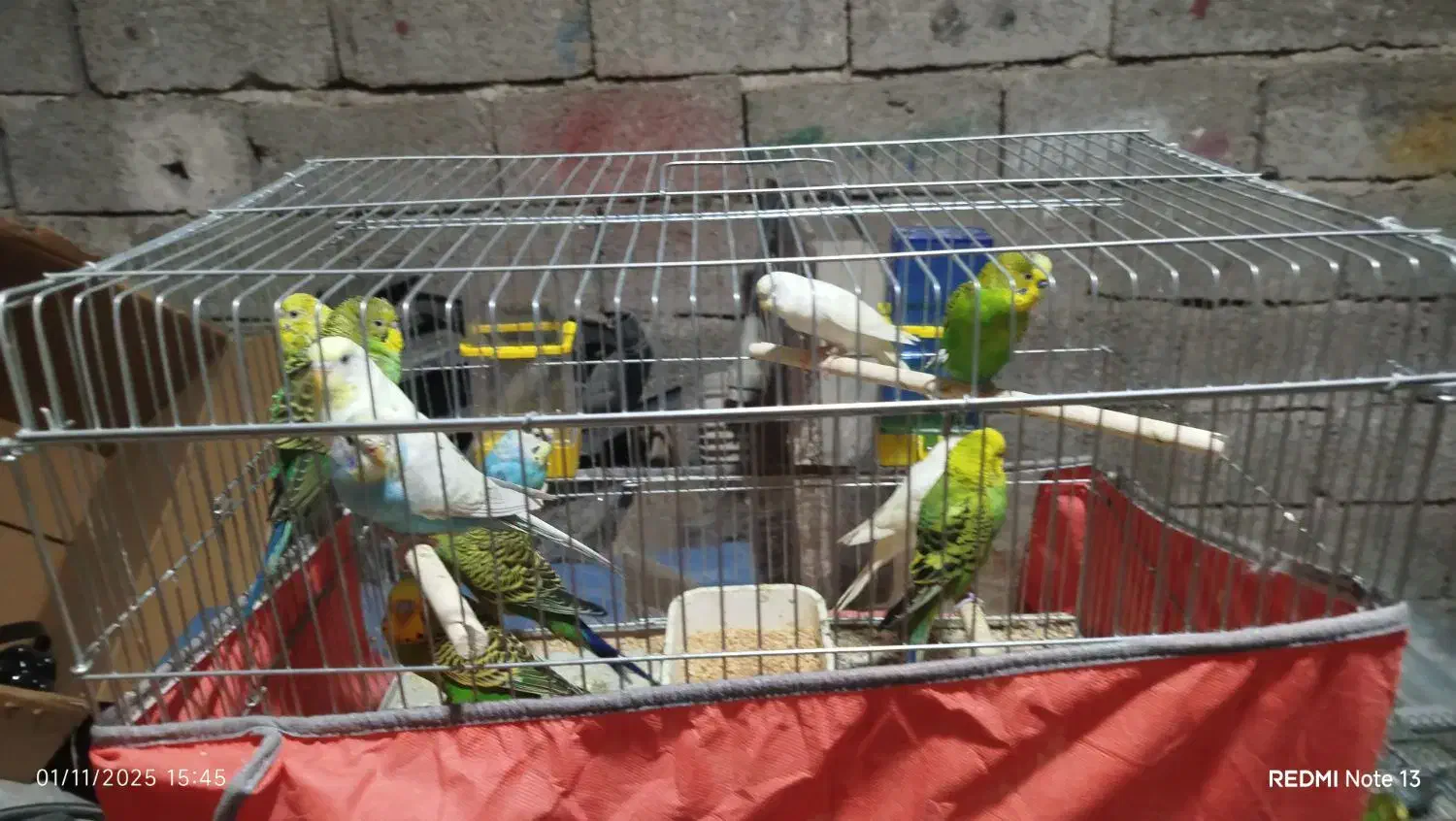 انواع مرغ عشق برای فروش|پرنده|بندر کنگان, |دیوار