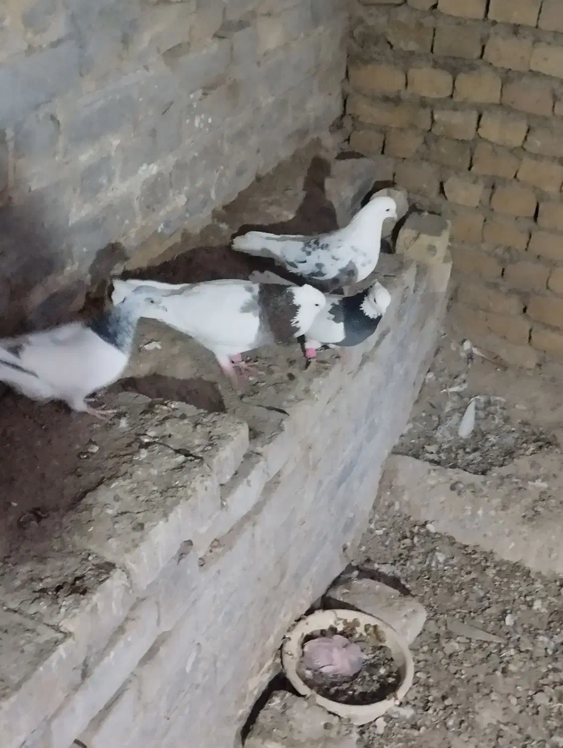 38تا کفتر رنگه دم سفید طوقی ساده .زرد سرخ|پرنده|تربتحیدریه, کلاته توکلی|دیوار